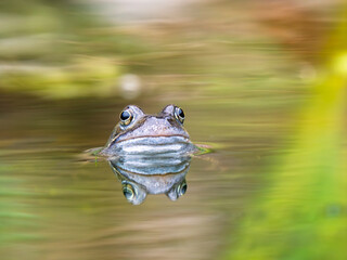 Close Up of a Common Frog Head in an Urban Pond