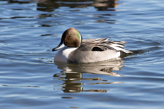 Northern pintail drake duck Anas acuta swimming
