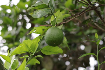 Una toma de cerca de varias naranjas verdes en un árbol con hojas verdes