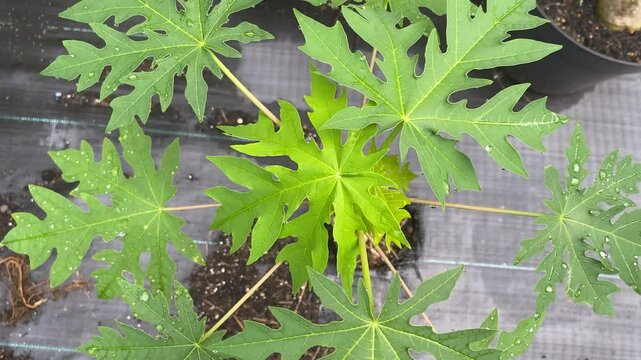 Close up photo of young papaya leaves.