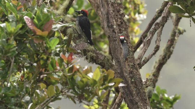 Acorn Woodpecker, Melanerpes formicivorus. Woodpecker from Costa Rica mountain forest. Beautiful bird sitting on the green mossy branch in habitat, Costa Rica. Birdwatching in America.