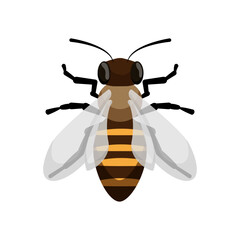 Detailed Bee Top View