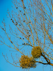 Misteln auf einem Baum im Winter
