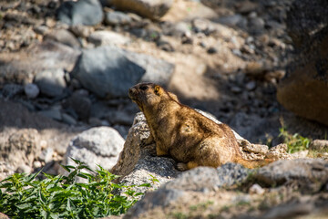 The scenery of Sandaohaizi Scenic Area in Altay, Xinjiang, China