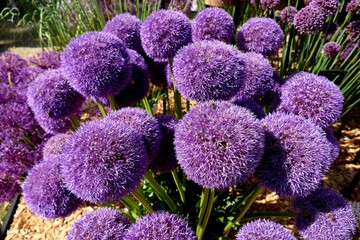 purple alliums