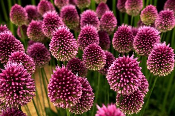 close up of a flower