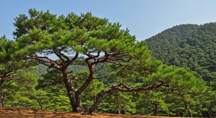 Fototapeta premium Serene landscape with majestic pine trees and green hills under clear blue sky
