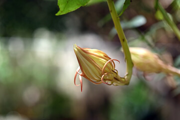 night white flower lady of the night fragrant rose garden plant, natural botany Brahma Kamal...