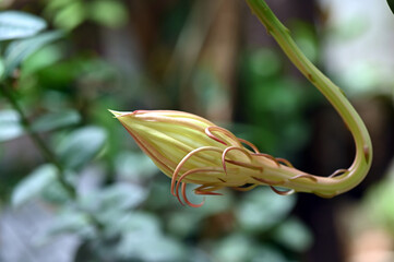 night white flower lady of the night fragrant rose garden plant, natural botany Brahma Kamal...
