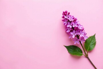 Obraz premium Delicate Lilac Blossom on a Soft Pink Background, a Perfect Springtime Image for Greeting Cards and Floral Designs