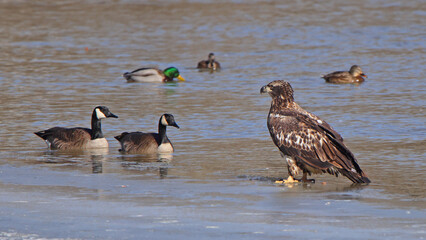 One juvenile bald eagle standing on river ice