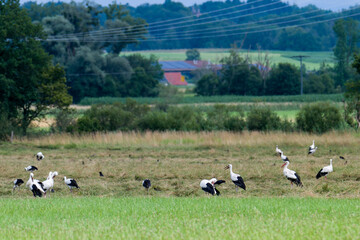 Jungstörche im Juli auf einer Wiese in Bayern