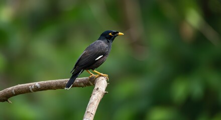 Common myna bird perched on branch in lush green forest background