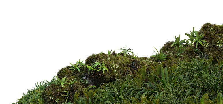 3D render foreground stump with moss and decorative tropical plants On a transparent background
