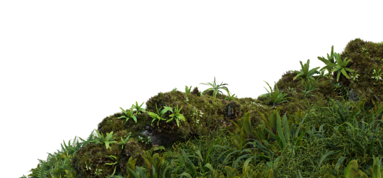 3D render foreground stump with moss and decorative tropical plants On a transparent background
