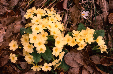 Yellow Alpine Blossoms in Spring