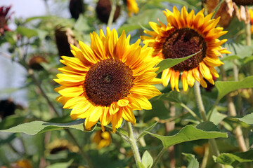Closeup of two sunlit Sunflower blooms, Yorkshire England
