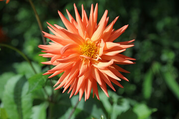 Macro image of a spiky orange Dahlia bloom, Yorkshire England
