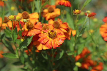 Macro image of orange Sneezeweed blooms, Yorkshire England
