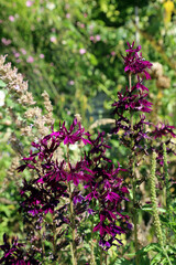 Purple Lobelia blooms, Derbyshire England
