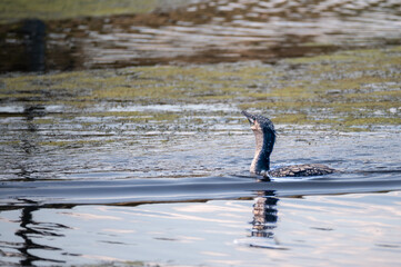 White Breasted Cormorant with head above water searching for food