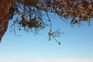 tree in the sky pine tree on the sea coast