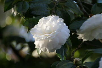 white rose flower