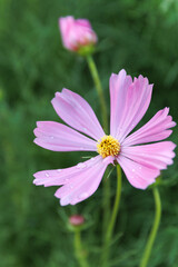 Fototapeta premium Summer pink, red or white Cosmos bipinnatus or garden cosmos flower, Mexican aster or cosmea , Asteraceae family, native to the Americas in the garden or landscape architecture design, wallpaper