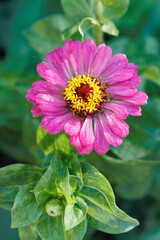 Fototapeta premium Spring summer red yellow pink flower or elegans or Zinnia violacea is an annual flowering plant in the family Asteraceae native to Mexico, in the garden and landshaft or landscape architecture design