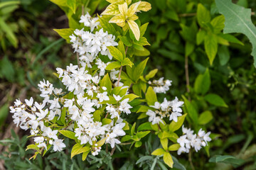 Deutzia gracilis, the slender deutzia or Japanese snow white flower, species in the hydrangea family Hydrangeaceae, native to Japan, in the garden and landshaft design