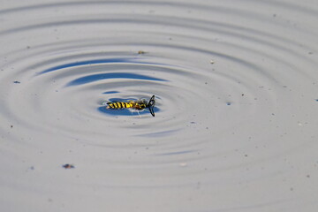 Wespe , welche in einen Teich gefallen ist