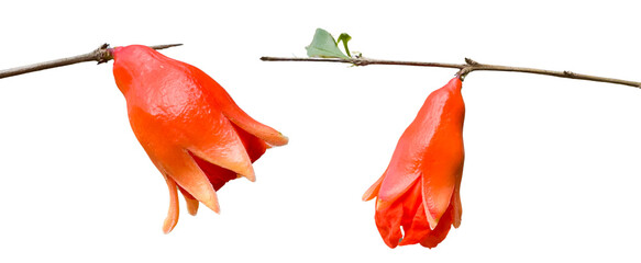 Cut out of newly young Punica granatum flowers on a white background, symbolizing purity and freshness.