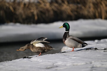 wild duck in the snow, duck on the snow, mallard