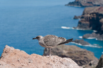 A bird standing with the sea and rocks behind him.