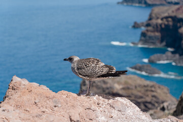 A bird standing with the sea and rocks behind him.