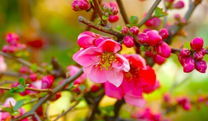 Cherry blossom branch with pink flowers bloom in springtime