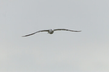 a seagull flying over the blue sea