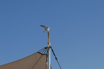 a seagull flying over the blue sky