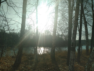 Autumn landscape. Dawn, sun rays breaking through the trees in late autumn.