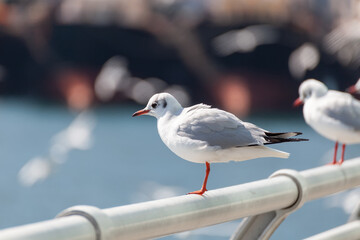 a seagull flying over the blue sky