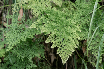 Beautiful green ferns plants. 
