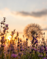 Blue Lavandula or lavender is a perennial flowering plants in the mints family, Lamiaceae. Medicine use oil, tea, culinary, garden or landscape architecture design, sky wallpaper, sunset colors