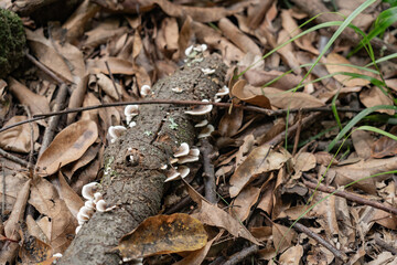 Mushrooms on tree branch.