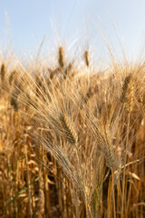Beautiful scenery of harvesting wheat field on sunset colors, summer period