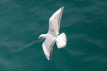 a seagull flying over the blue sea
