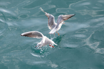 a seagull flying over the blue sea