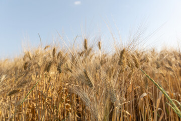 Beautiful scenery of harvesting wheat field on sunset colors, summer period