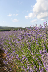 Blue Lavandula or lavender is a perennial flowering plants in the mints family, Lamiaceae. Medicine...