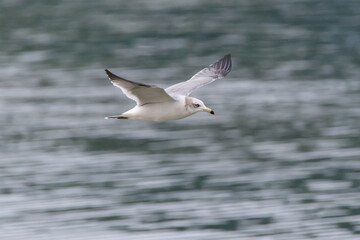 a seagull flying over the blue sea