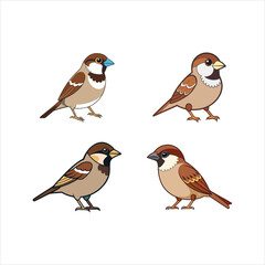 Fototapeta premium Sparrow Vector